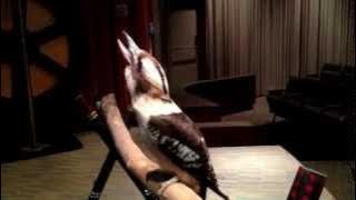 The Kookaburra Call - A.K.A. The Kookaburra Laughing