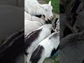 goats busy eating nom nom nom🐐#naturedaily #nature #naturelovers #animal #fluffyfriends #goat #cute