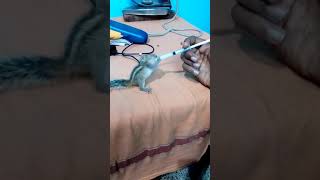 Kutty Milk Feeding Time..