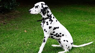 Everything You Need to Know About Dalmatians: A Medium-Sized Breed
