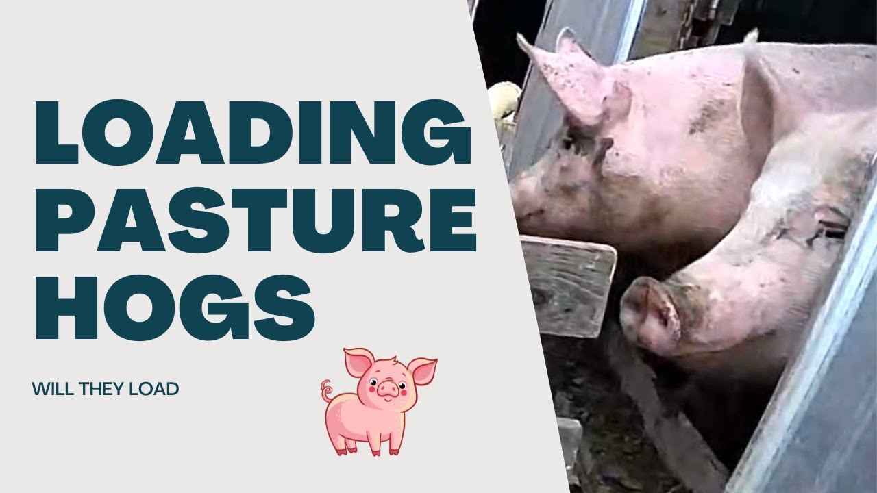 How We Get Pigs To Harvest pasture pigs YouTube