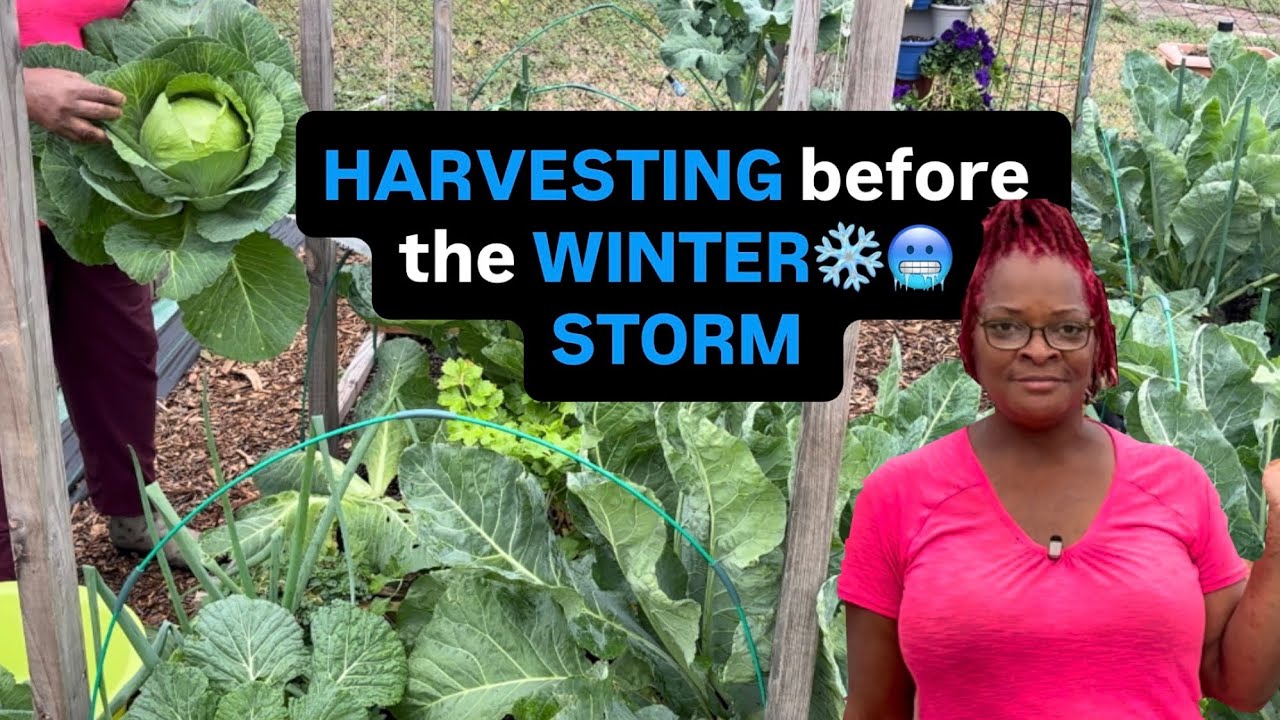 MAD DASH 🏃🏾‍♀️to PREP GARDEN for ARCTIC 🥶 FREEZE 👩🏽‍🌾
