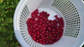 Nanking cherries in North Carolina- edible yard border by Jonathan Lovelace 76 views 10 days ago 3 minutes, 21 seconds