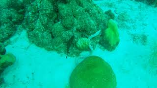 Spotted Snake Eel in Bonaire