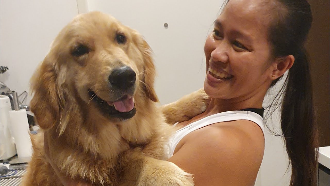 Washing Golden retriever outdoor! Most behave dog! YouTube