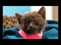 肋骨が胸の中に沈み込む苦しみを背負って産まれた子猫。成功率の低い手術を乗り越えて、幸せへの第一歩をつかむ！
