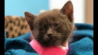 肋骨が胸の中に沈み込む苦しみを背負って産まれた子猫。成功率の低い手術を乗り越えて、幸せへの第一歩をつかむ!