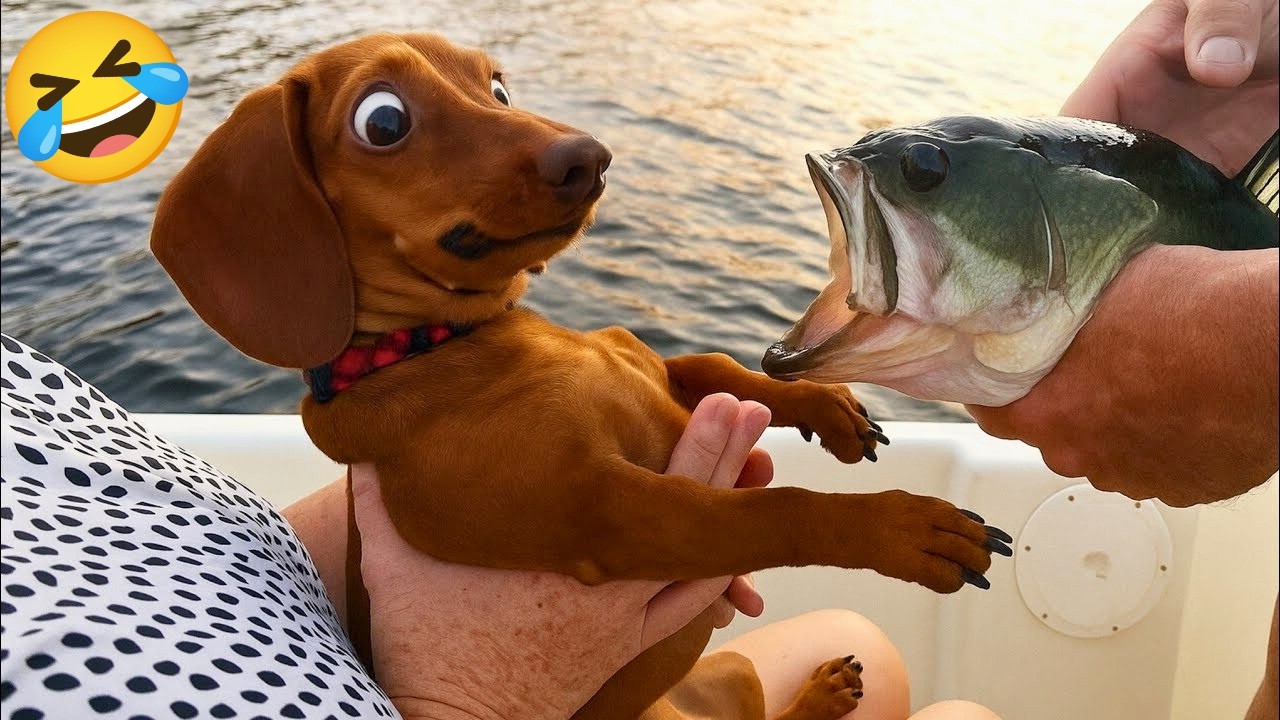 FUNNIEST Cats & Dogs Compilation 😂 | 10 Minutes of Non-Stop Laughs