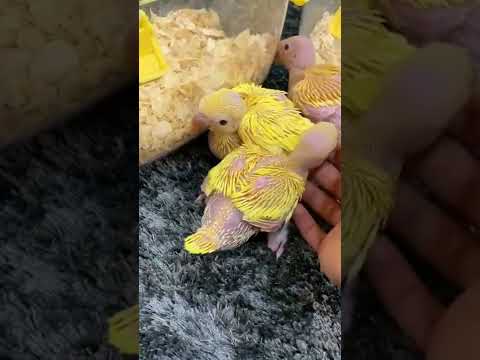 غندور عيار 21