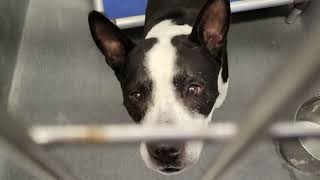 acs A671513
