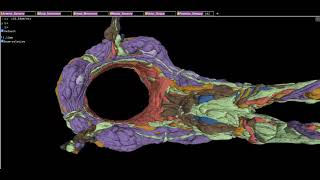 CS 6635 Visualization Project - Brain visualization of adult C. elegans.