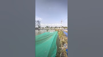 bảo trì ao câu cá chép #shorts #câu_dạo_tv