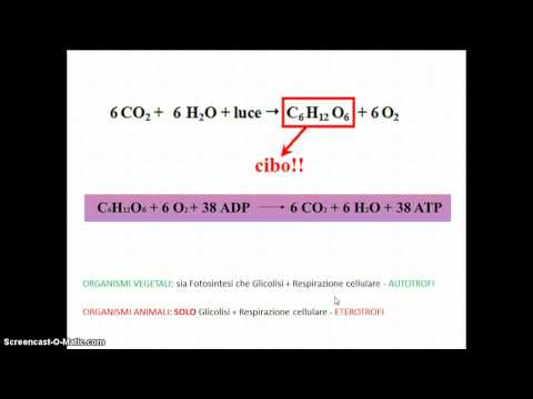 Video: Differenza Tra Fotosintesi E Chemiosintesi