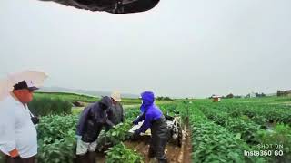 大雨の中で枝豆収穫 クボタのマメーダWLB-2 陽恵おいしいよ