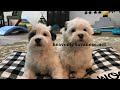 Bringing Home Your New Puppy,  Heavenly Havanese Recommends...