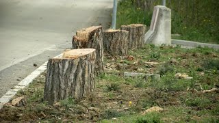 Abbattimento pini a Ca Staccolo - intervento del Sindaco di Urbino