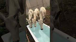 Pani Maximum Mombasa Gr The Ultimate Livestock Feed