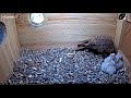 Cornell American Kestrel Cam - Baby goes for the steal & wins 5.25.19
