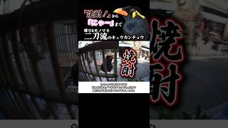 居酒屋の九官鳥は伊達じゃない！集客から一発芸まで超多才！【どうぶつ奇想天外／WAKUWAKU】】