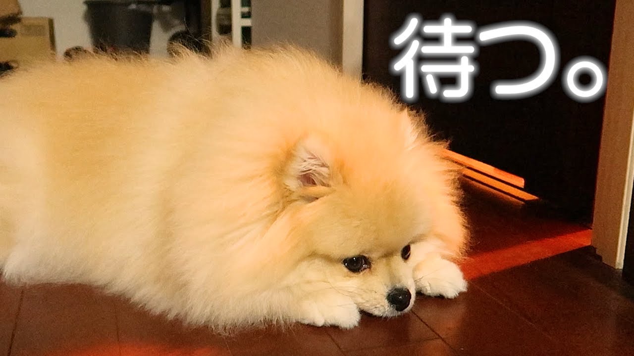 Pomeranian waiting - YouTube
