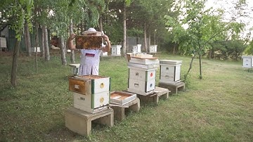 QUEEN CAGING – alternative method for Varroa control in honey bee colonies