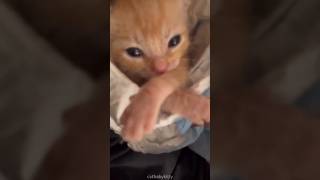 Cute cats #funny #cat #shorts