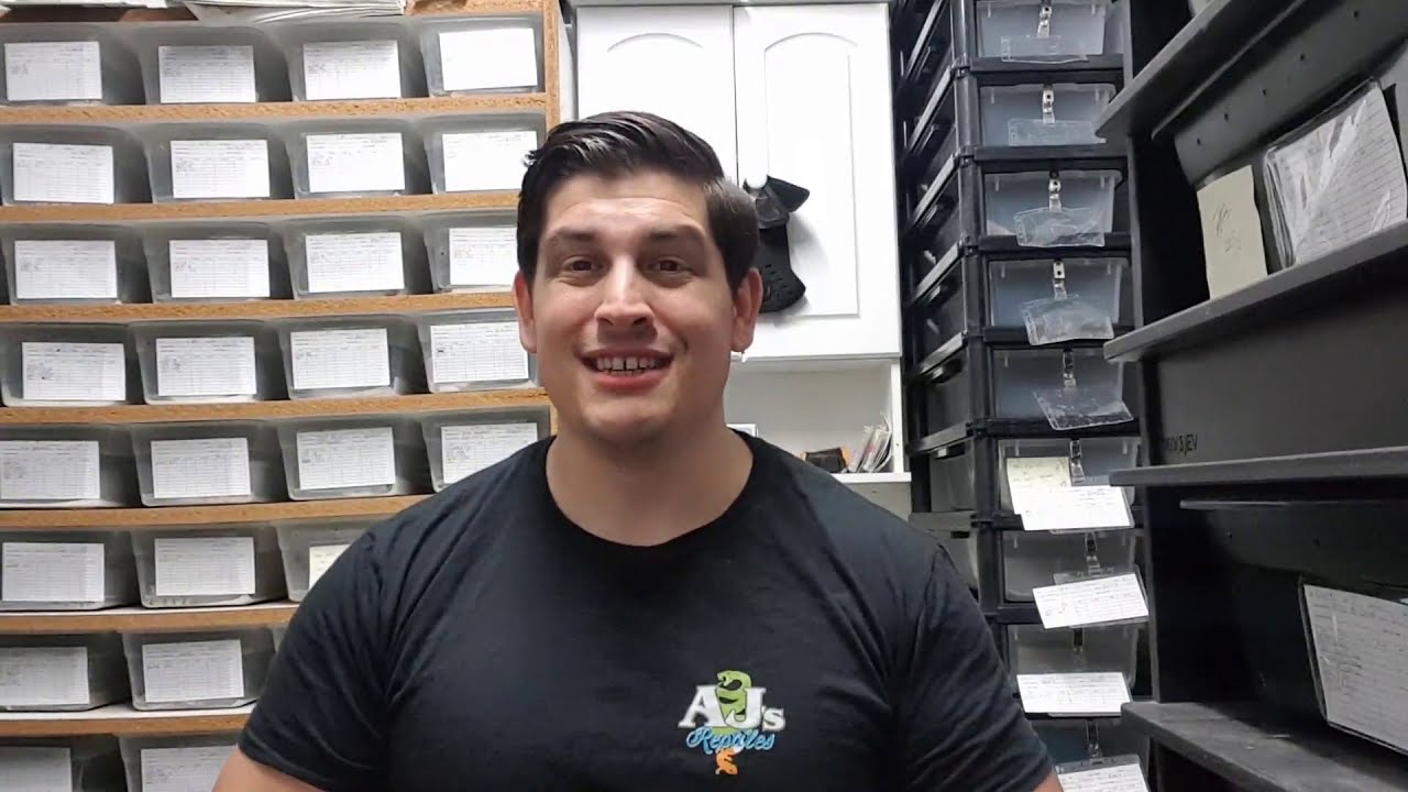 reptiles concept Clutch Upadate on Highways, Clowns, Hypos & More Part 1