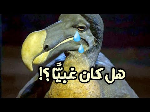 فيديو: طائر الدودو: تاريخ الإبادة