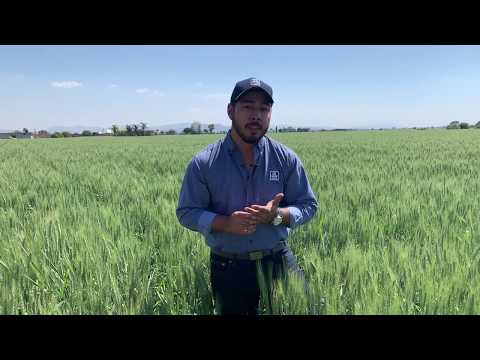 Atfarm: tecnología satelital para crear fácilmente una prescripción de fertilización variable