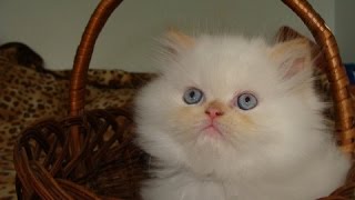Красивые кошки! Гималайские кошки - Himalayan cats Красивые кошки! Гималайские кошки - Himalayan cats