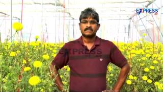 Successful Marigold farming in Polyhouse - Express TV