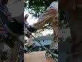 THE GNARLIEST trick on my mini ramp EVER!!!!! #shorts #skatelife #miniramp