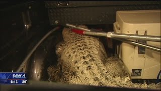 Alligator caught lurking outside Dallas school