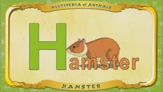 Multipedia Of Animals. Letter H - Hamster