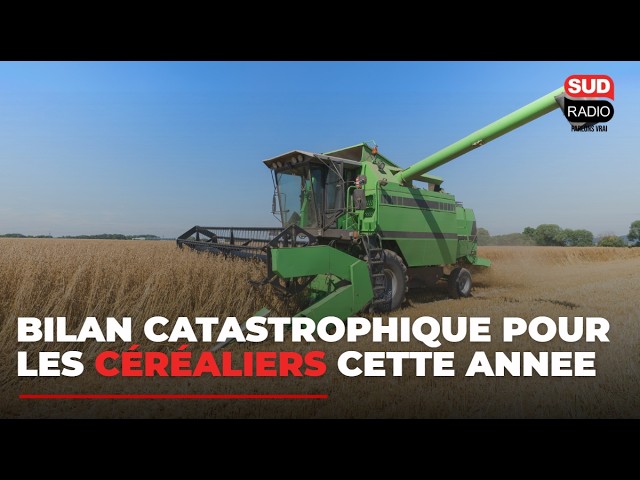 6,5 milliards de pertes : le bilan catastrophique des moissons pour les céréaliers