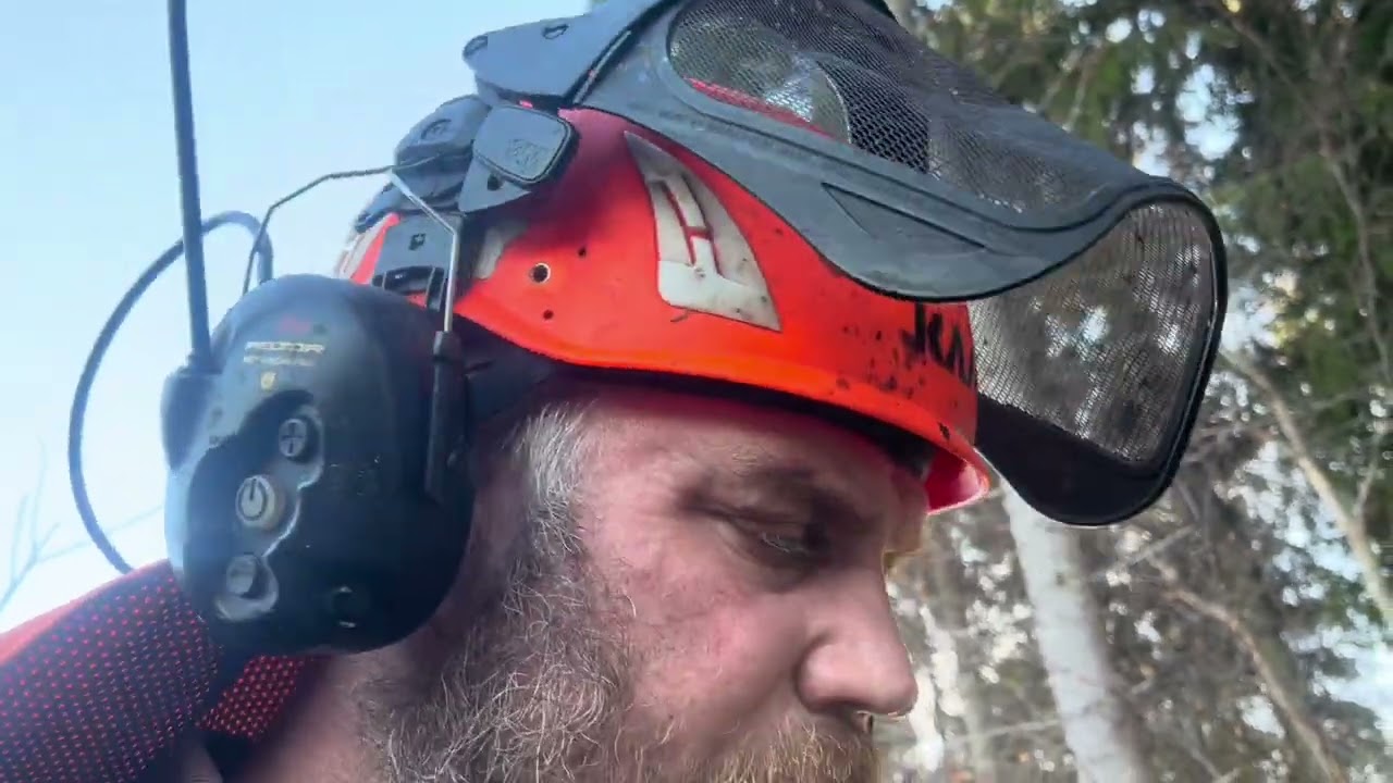 Tips om fällning av klena träd och mycket sur gubbe idag