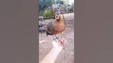 poj qaib seev ntawm tes seej thiab zoo dib