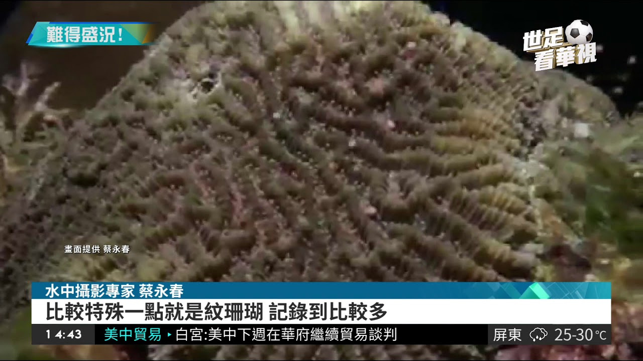 墾丁珊瑚產卵了美景全記錄 華視新聞網 墾丁珊瑚產卵了美景全記錄 華視新聞網