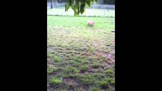 Corgi learning the iFetch