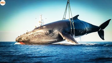 Ngư Dân Nhật Đánh Bắt Và Chế Biến Cá Voi Khổng Lồ Ngay Trên Biển Như Thế Nào?