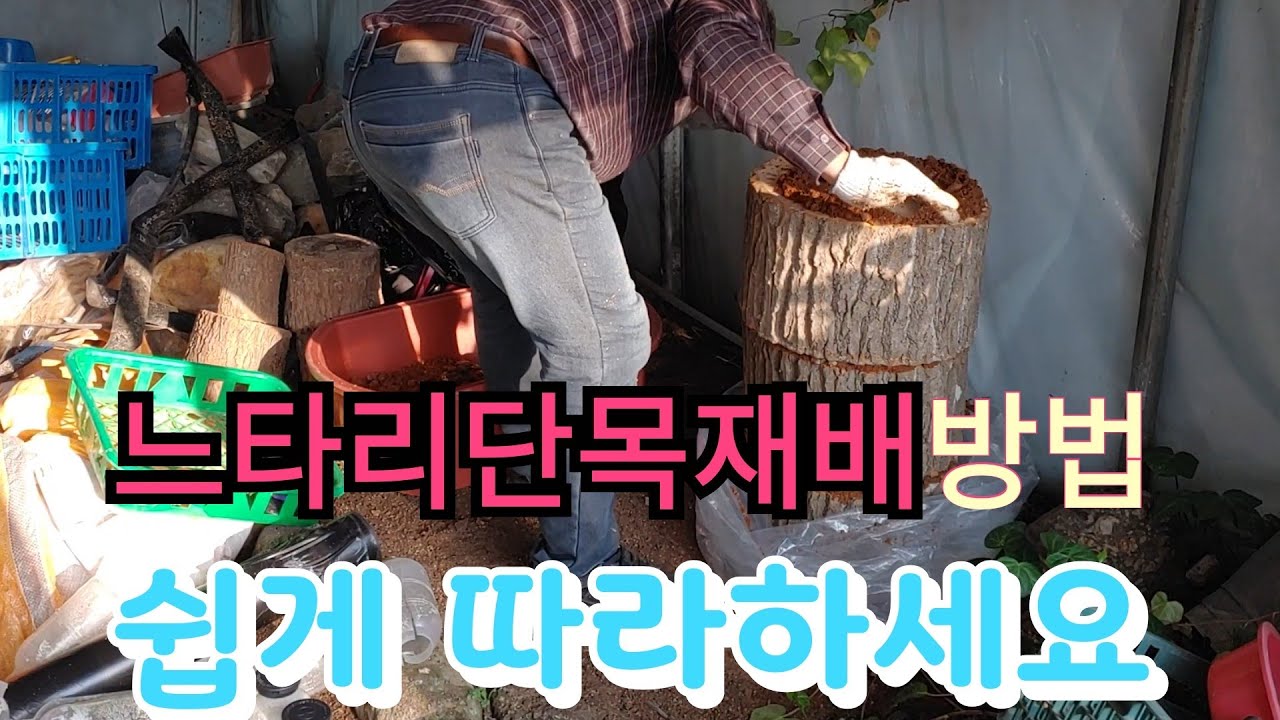핵꿀팁 ! 느타리버섯재배방법을 원목에 쉽게 따라서 해보기