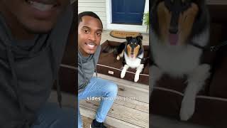 New addition: Friends Forever X-Large Dog Bed, Orthopedic Dog Sofa Memory Foam Mattress, Calming ...