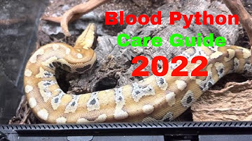 All Things Blood Python Care Guide 2022
