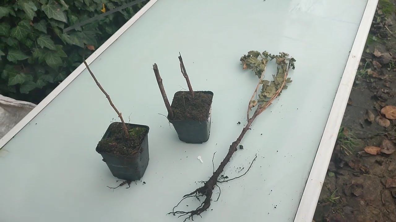 що мені прислав florium