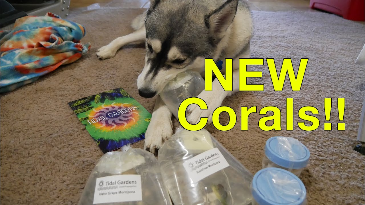 Best online coral farmer : tidal gardens order