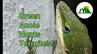 Green Anole Hunts Termites!