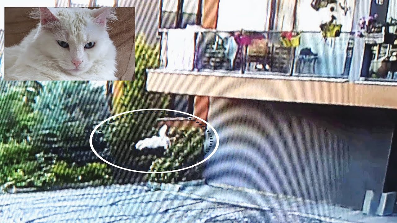 The cat fell from the balcony. She has 8 more lives. But I can't risk