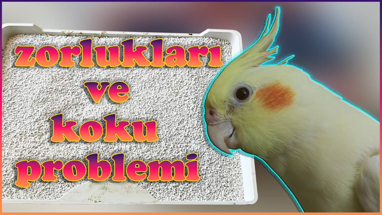 Sultan Papağanı Beslemenin Zorlukları ve Koku Problemi