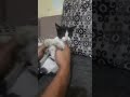 #funnycat #sweet cat #shorts video #🐈 😻