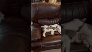 Kittens sleeping on Sofa
